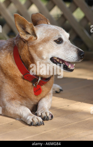 RED DOG BESTIAME CORGI BAPD TRASVERSALE1026 Foto Stock