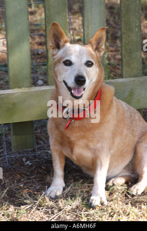 RED DOG BESTIAME CORGI BAPD TRASVERSALE1017 Foto Stock