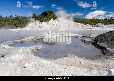 Piscine di fango bollente e lago di zolfo Hells Gate proprietà Maori riserva geotermica Tikitere Rotorua Isola del nord della Nuova Zelanda Foto Stock