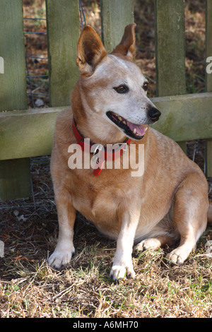 RED DOG BESTIAME CORGI BAPD TRASVERSALE1018 Foto Stock