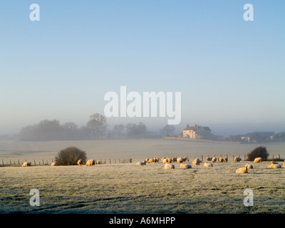 Gregge di pecore al pascolo in campo il pupazzo di neve con farm house al di là su foschia mattutina in inverno Pentraeth Anglesey North Wales UK Foto Stock