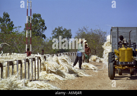 Persone locali che lavorano al di fuori con cremagliere di fibre di sisal essiccazione nel sole caldo e il trattore la raccolta di materiale essiccato Berenty Foto Stock