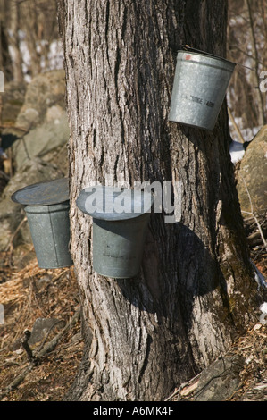 Bucket di Sap appeso su prese su di un albero di acero di raccolta che SAP sarà bollito giù per rendere sciroppo, Upstate New York Foto Stock