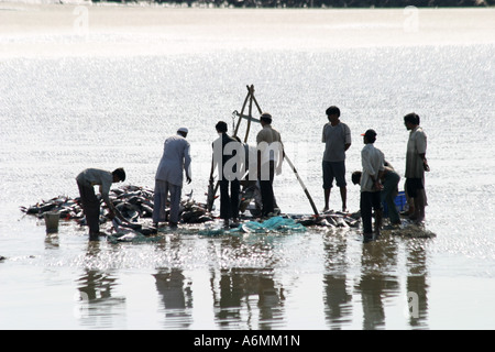 La pesatura pesce sulla spiaggia a Mandavi Gujarat India Foto Stock