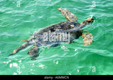 Tartaruga embricata nuoto off isola Agatti in Lakdashweep,nel mar Arabico al largo della costa di India…… Foto Stock