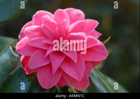 Peonia ranunculaceous paeonia Foto Stock