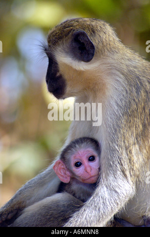 Callithrix monkey (aka Vervet) scimpanzé fiducia di riabilitazione Isola di babbuino Gambia Foto Stock