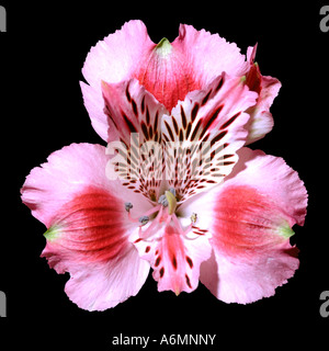 Rosa alstroemeria fiore liliy peruviana Foto Stock