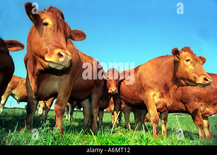 South Devon bovini da carne REGNO UNITO Foto Stock