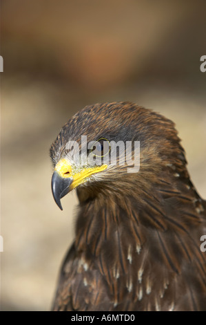 Ritratto di un adolescente Nibbio bruno (Milvus migrans) Foto Stock