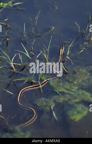 Garter snake nuoto attraverso acqua Mariposa County in California Foto Stock