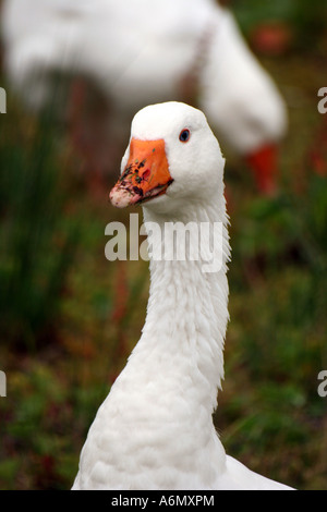 Goose della testa e del collo, dettaglio Foto Stock