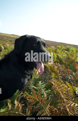 Nero labrador retriever sat con toungue in Bracken su nortth york moors su un gallo cedrone sparare nel mese di settembre Foto Stock