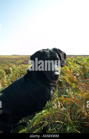 Nero labrador retriever sat tra bracken sulla North York Moors Foto Stock