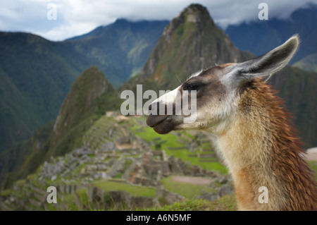 Llama Machu Picchu Perù Sud America Foto Stock