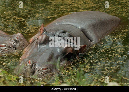 Hippo Potemus Zoo di Delhi Delhi India Foto Stock