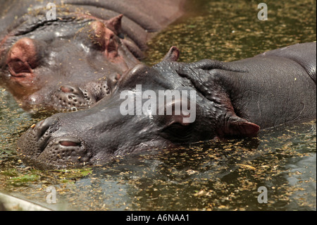 Hippo Potemus Zoo di Delhi Delhi India Foto Stock