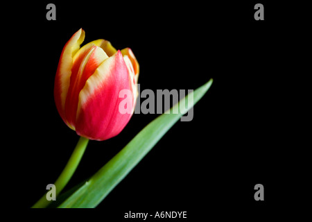 Un tulipano singolo lato su con una foglia contro uno sfondo nero Foto Stock