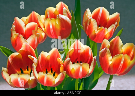 I tulipani in una fila è vista dal di sopra Foto Stock