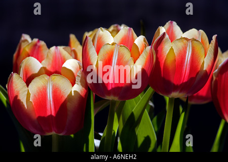 I tulipani in una fila considerata dalla parte contro uno sfondo nero Foto Stock