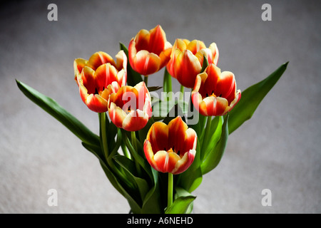 I tulipani in una fila è vista dal di sopra Foto Stock
