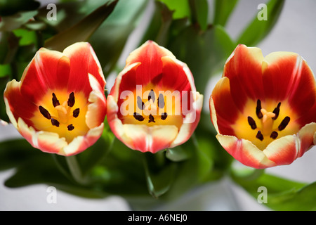 Tre i tulipani in una fila è vista dal di sopra Foto Stock