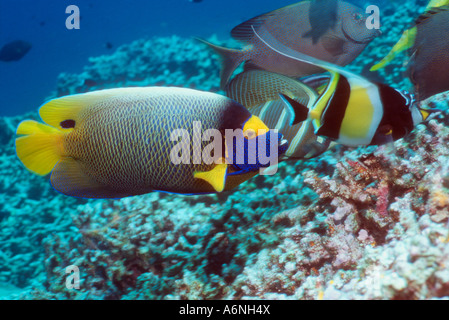 Faccia blu angelfish con idolo moresco in background Foto Stock