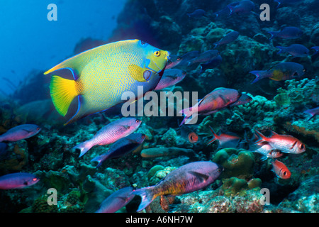 Regina angelfish Holacanthus ciliaris sulla barriera corallina con il creolo tordi Foto Stock