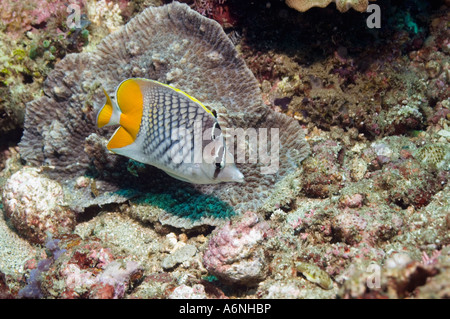 Quadrettatura butterflyfish Foto Stock