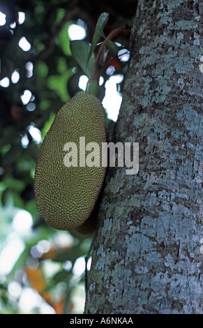 Jackfruit talvolta chiamato l'albero del pane che cresce su un albero Bali Indonesia Artocarpus heterophyllus usato in cucina indonesiana Foto Stock