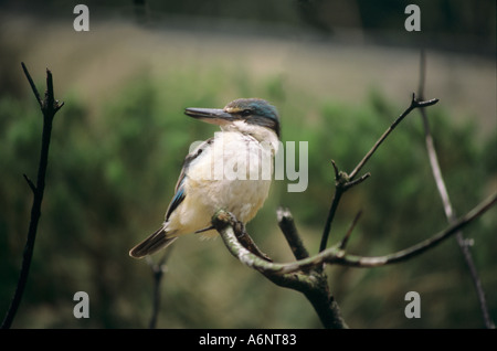 Australian ridere Kookaburra Foto Stock