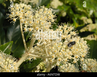 Fatsia japonica, Fatsi o Aralia giapponese Foto Stock