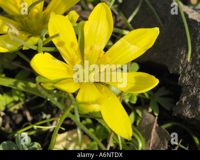 Early Star-di-Betlemme o Radnor Lily, gagea bohemica Foto Stock