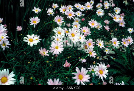 Il castello di Sissinghurst Gardens, Kent, Inghilterra Foto Stock