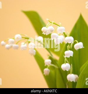 Il giglio della valle Foto Stock