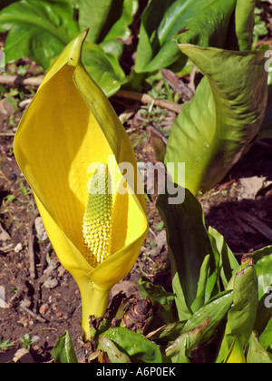 "Western Skunk cavolo' Lysichiton americanus Foto Stock