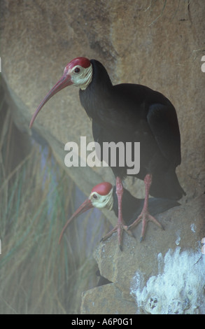 Calvo Ibis (Geronticus calvus) in Bivane Dam, Vryheid, Kwa-Zulu Natal, Sud Africa Foto Stock