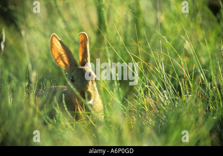 Adulto Smith è il Red Rock coniglio (Pronolagus rupestris), stato libero, Sud Africa Foto Stock