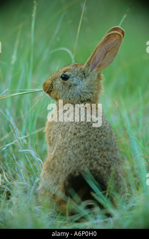 Young Smith's Red Rock Rabbit mangiare erba (Pronolagus rupestris), Bloemfontein, stato libero, Sud Africa Foto Stock