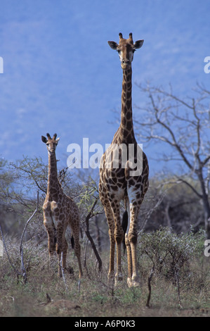 Giraffe (Giraffa camelopardis) madre e del polpaccio, camminare insieme nel Pongola Game Reserve, Kwazulu-Natal Provincia, Sud Africa Foto Stock