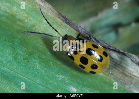 Adulto spotted cetriolo beetle, Diabrotica Foto Stock