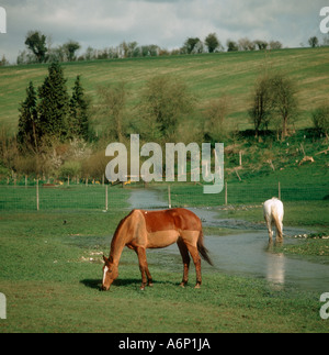 Chestnut mare pascolano sui pascoli brevi con stream accanto e cavallo grigio dietro Foto Stock