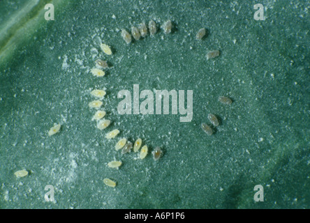 Cavolo Whitefly Aleyrodes proletella uova nel modello circolare sulla foglia di brassica Foto Stock