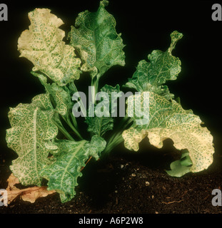 Beet necrotic yellow vein virus o rhizomania sullo zucchero di barbabietola Foto Stock