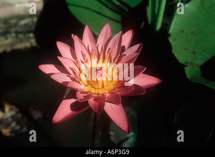 Una rosa acqua giglio fiore Nymphaea sp di un comune impianto aquotic in Thailandia Foto Stock