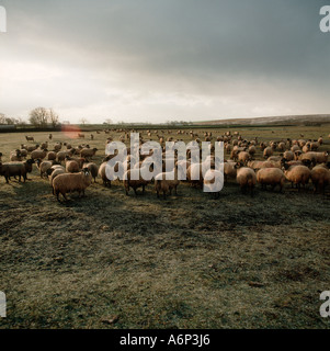 Un gregge di pecore Swaledale pascolare su brevi frosty erba nelle prime ore del mattino Foto Stock