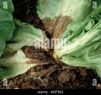 Malattia Sclerotinia Sclerotinia sclerotiorum necrosi sulla base dello stelo di una pianta di lattuga Foto Stock