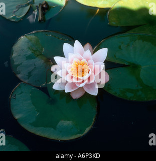 Ninfee Nymphaea alba in fiore su un laghetto in giardino Foto Stock