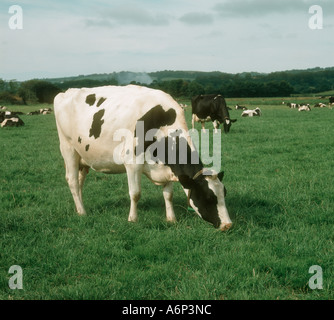 Un Holstein il frisone vacca da latte al pascolo in un allevamento su pascolo buono Devon Foto Stock