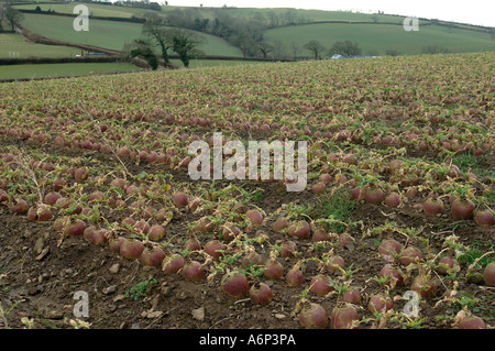 Coppia Svedese Brassica napobrassica raccolto a raccolto a metà Devon Foto Stock